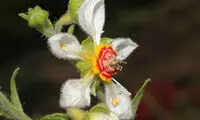 گیاهی که گاز می‌گیرد! +عکس