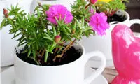 با فنجان و نعلبکی‌های چینی گلدان‌های رنگی بسازید!