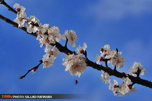 مجموع عکس: شکوفه‌ های بهاری در گیلان