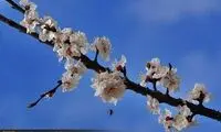 مجموع عکس: شکوفه‌ های بهاری در گیلان