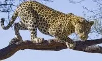 این پلنگ، یک پارکور کار است!
