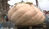 کدو تنبل‌هایی با وزن باورنکردنی یک تن