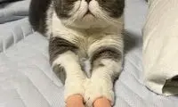 گربه ای با دستهای انسانی!
