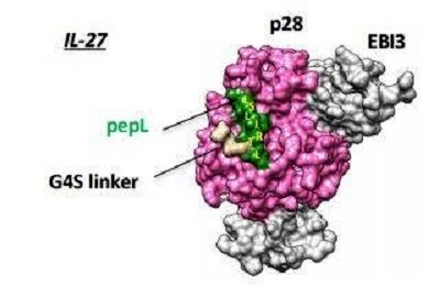از بین‌بردن تومورهای سرطانی با کمک یک پروتئین