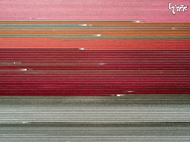 تصاویر هوایی شگفت انگیز از مزارع گل لاله