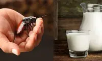شیر سوسک گرسنگی جهانی را برطرف می‌کند!