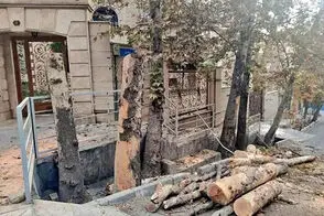 ماجرای جوی‌هایی که قرار بود حیات چنارهای تهران باشند!