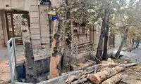 ماجرای جوی‌هایی که قرار بود حیات چنارهای تهران باشند!