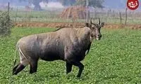 شاخ و شانه کشیدن گاو گوزن غول‌پیکر برای پلنگ