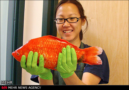 تصویری از بزرگترین ماهی قرمز جهان