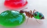 تصاویر شگفت انگیز مورچه‌های رنگی