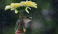 چتر گـُلی قورباغه ها! +عکس