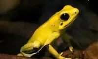 این قورباغه سمی ترین حیوان دنیاست!