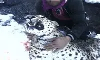 کشتن یک پلنگ توسط شکارچی پولدار+عکس