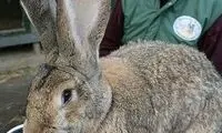ابتکار کره شمالی برای مقابله قحطی