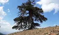 کشف پیرترین درخت اروپا