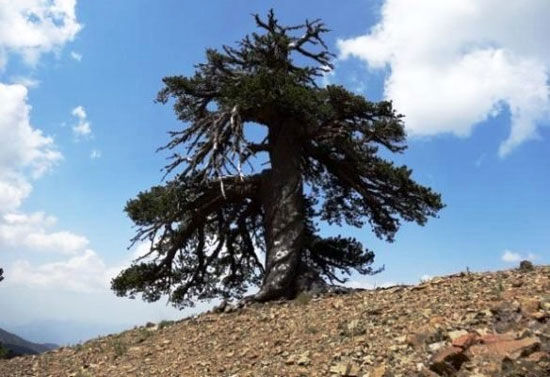 کشف پیرترین درخت اروپا