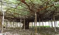 بزرگترین گل رز دنیا در آمریکا
