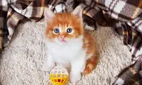 نشانه‌های افسردگی گربه‌های خانگی