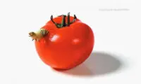 نیمه خشونت بار حیات وحش +عکس