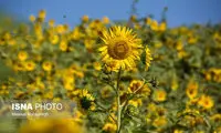 دشت گل‌های آفتابگردان در منطقه کالپوش سمنان