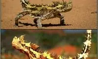 مارمولکی که با پوستش آب می‌خورد