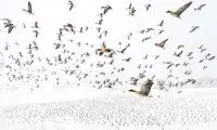 تصاویر خارق‌العاده از حیات وحش در سال ۲۰۲۱