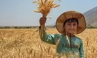 تصاویری از برداشت خوشه‌های طلایی در ایران 