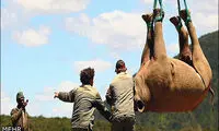 عکس: پرواز کرگدن ها!