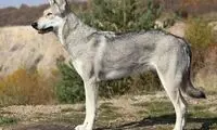هوش سگ و شجاعت گرگ در یک درنده