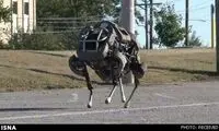 گربه وحشی، عضو جدید ارتش آمریکا +عکس