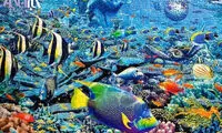 تکمیل بزرگترین پازل دنیا در 17 ماه را ببینید