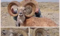 صحنه عجیب در حیات وحش و غافلگیری شکارچى