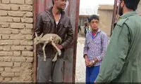 بزی که بره آهو را به فرزندی پذیرفت +عکس