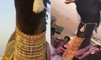 ازدواج جنجالی دو شتر در عربستان