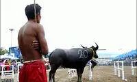 مسابقات بوفالو سواری در تایلند +عکس