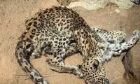 پیدا شدن لاشه پلنگ در کوه بیرمی بوشهر