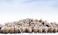 عکس روز نشنال جئوگرافیک؛ غیرقابل شمارش