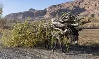 طالبان استفاده از اره برقی را ممنوع کرد