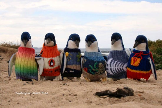 پنگوئن هایی که بافتنی می پوشند +عکس