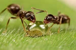 مورچه‌های این دوره آبميوه خور شده اند!
