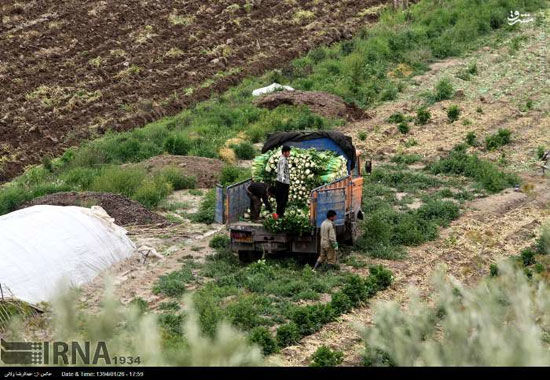 عکس: برداشت کرفس در مزارع طارم