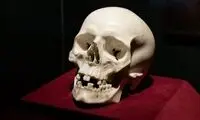 جمجمه‌ای که یک شبه ارزشمند شد!