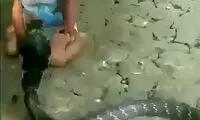 بازی باورنکردنی یک پسربچه با مار کبرا