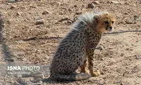 خبر تلخ و ناگوار درباره یوزپلنگ ایرانی 