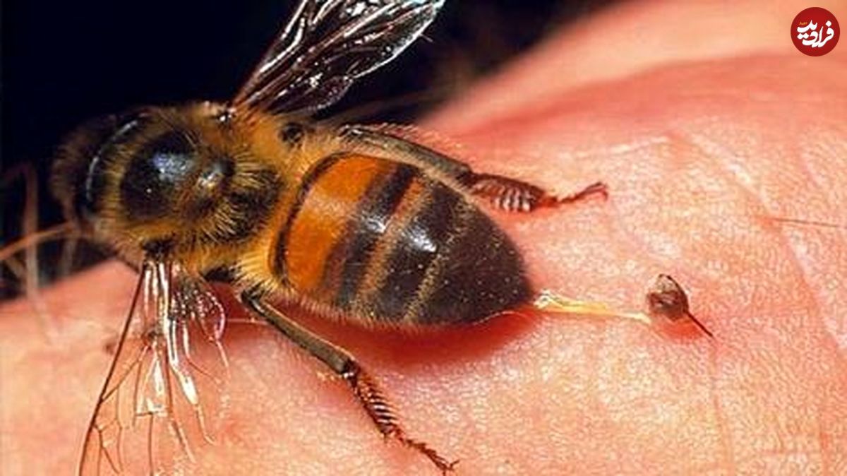 دلیل مردن زنبور عسل پس از نیش زدن
