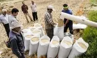 کاهش چشمگیر قیمت برنج ایرانی