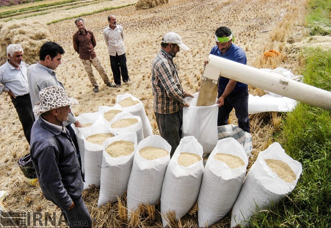 کاهش چشمگیر قیمت برنج ایرانی