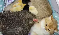 رفاقت باورنکردنی گربه با یک مرغ و جوجه‌هایش!