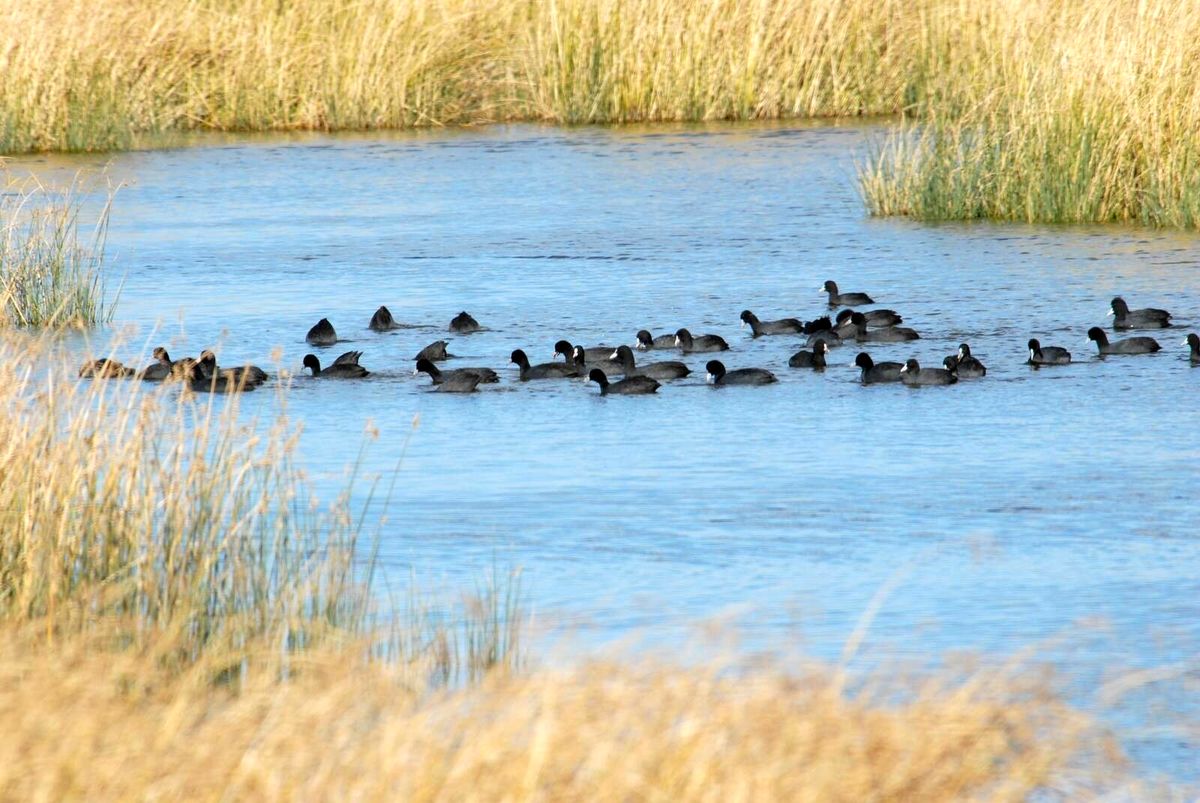 حال خوب تالاب مهاباد پس از بارش‌های اخیر